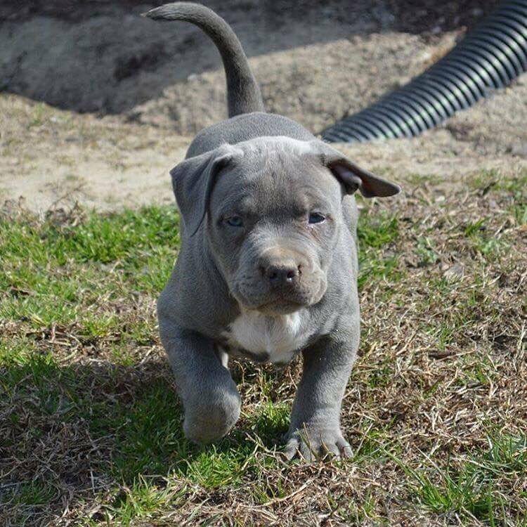 American Bully puppies South Dakota, Pitbull puppies South Dakota, American Bully puppies Tennessee, Pitbull puppies Tennessee, American Bully puppies Texas, Pitbull puppies Texas, American Bully puppies Utah, Pitbull puppies Utah, American Bully puppies Vermont, Pitbull puppies Vermont, American Bully puppies Virginia, Pitbull puppies Virginia, American Bully puppies Washington, Pitbull puppies Washington, American Bully puppies West Virginia, Pitbull puppies West Virginia, American Bully puppies Wisconsin, Pitbull puppies Wisconsin, American Bully puppies Wyoming, Pitbull puppies Wyoming. We deliver American Bully puppies and Pitbull puppies nationwide including California, Texas, Florida, New York, Georgia, Illinois, Ohio, Michigan, Pennsylvania, North Carolina, Virginia, and all other U.S. states.