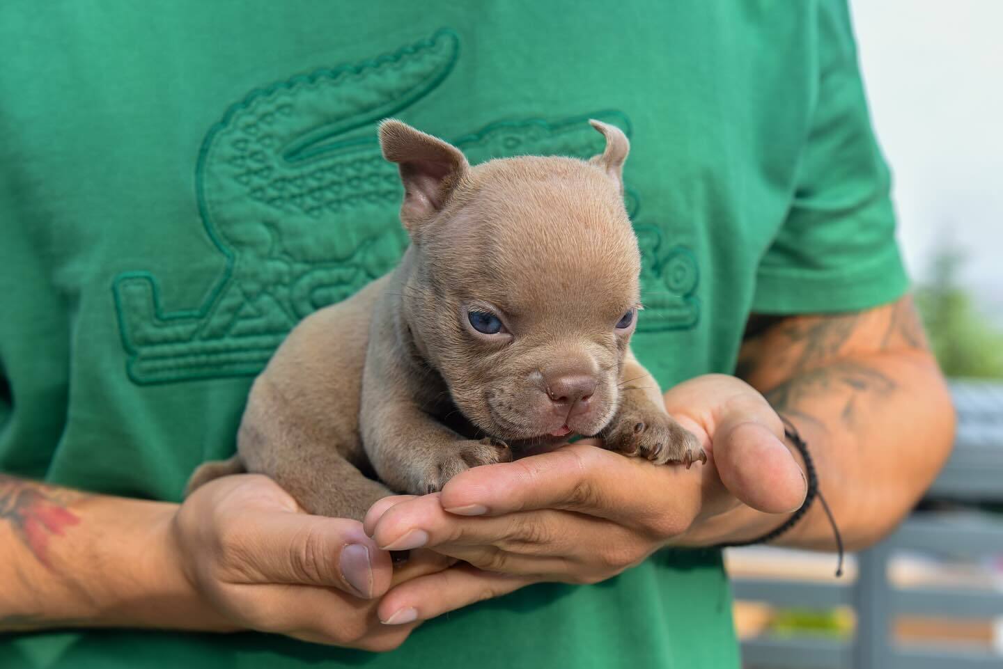 American Bully puppies New Hampshire, Pitbull puppies New Hampshire, American Bully puppies New Jersey, Pitbull puppies New Jersey, American Bully puppies New Mexico, Pitbull puppies New Mexico, American Bully puppies New York, Pitbull puppies New York, American Bully puppies North Carolina, Pitbull puppies North Carolina, American Bully puppies North Dakota, Pitbull puppies North Dakota, American Bully puppies Ohio, Pitbull puppies Ohio, American Bully puppies Oklahoma, Pitbull puppies Oklahoma, American Bully puppies Oregon, Pitbull puppies Oregon, American Bully puppies Pennsylvania, Pitbull puppies Pennsylvania, American Bully puppies Rhode Island, Pitbull puppies Rhode Island, American Bully puppies South Carolina, Pitbull puppies South Carolina, American Bully puppies Kansas, Pitbull puppies Kansas, American Bully puppies Kentucky, Pitbull puppies Kentucky, American Bully puppies Louisiana, Pitbull puppies Louisiana, American Bully puppies Maine, Pitbull puppies Maine, American Bully puppies Maryland, Pitbull puppies Maryland, American Bully puppies Massachusetts, Pitbull puppies Massachusetts, American Bully puppies Michigan, Pitbull puppies Michigan, American Bully puppies Minnesota, Pitbull puppies Minnesota, American Bully puppies Mississippi, Pitbull puppies Mississippi, American Bully puppies Missouri, Pitbull puppies Missouri, American Bully puppies Montana, Pitbull puppies Montana, American Bully puppies Nebraska, Pitbull puppies Nebraska, American Bully puppies Nevada, Pitbull puppies Nevada,